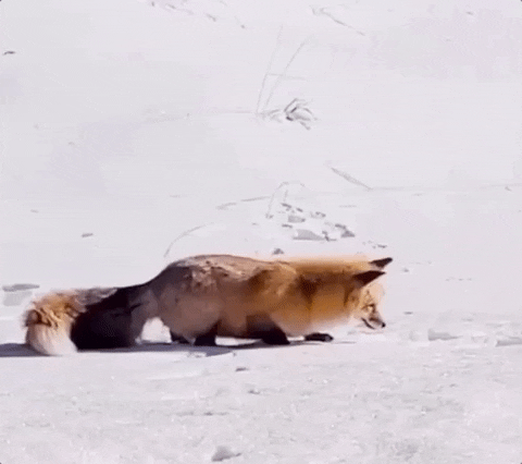 A fox pouncing into the snow. He's getting gummy worms